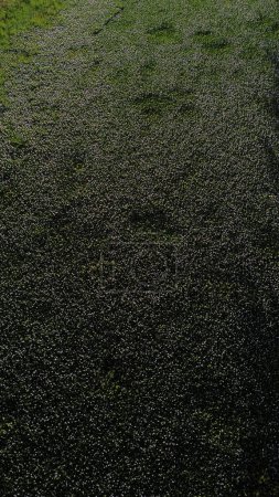 Vista aérea del río que cubre del jacinto del agua