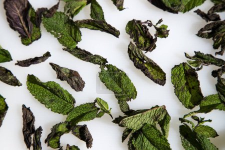 Mint leaves prepared to dry on white background.