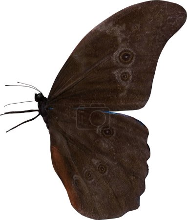 Foto de Azul morfo mariposa primer plano, 3D renderizado aislado sobre un fondo blanco - Imagen libre de derechos