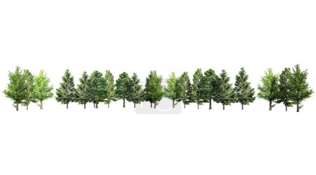 Téléchargez les photos : Groupe de pins isolés sur fond blanc - en image libre de droit