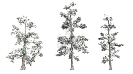 Photo for Winter pine trees isolated - Royalty Free Image