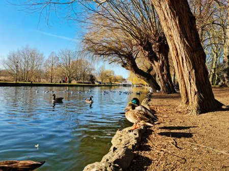 Photo for Panoramic Low Angle View of the Lake of Park at Bedford City of England UK - Royalty Free Image