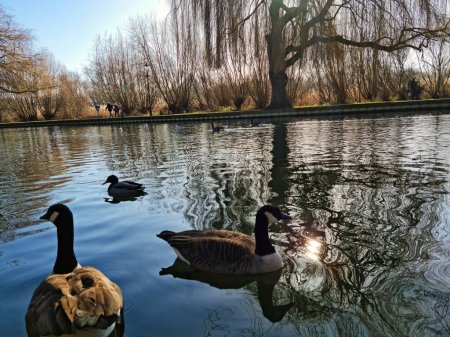 Photo for Panoramic Low Angle View of the Lake of Park at Bedford City of England UK - Royalty Free Image