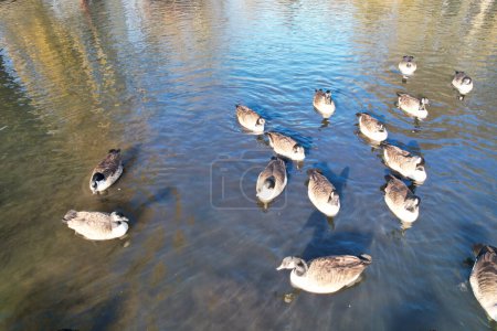 Foto de Hermosas y lindas aves acuáticas en el lago de Inglaterra - Imagen libre de derechos