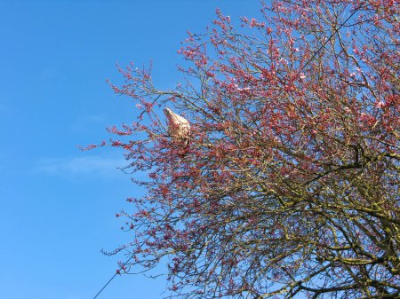 Téléchargez les photos : Pigeon sur branches d'arbres. Printemps saison Temps - en image libre de droit