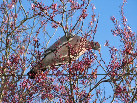 Téléchargez les photos : Pigeon sur branches d'arbres. Printemps saison Temps - en image libre de droit