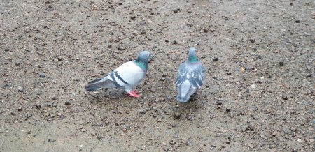 Téléchargez les photos : Pigeons dans le sable - en image libre de droit