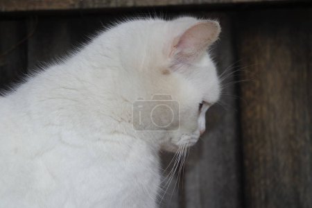 Foto de Hermosa raza persa gato, disparo de primer plano - Imagen libre de derechos