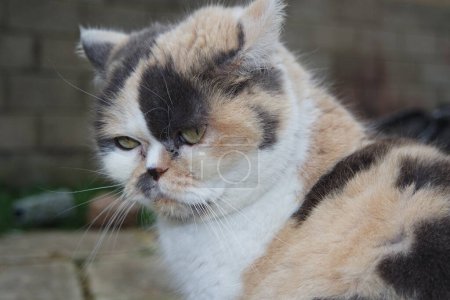 Photo for Beautiful Persian Breed Cat, Closeup Shot - Royalty Free Image