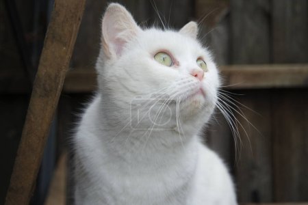 Téléchargez les photos : Belle race persane chat, gros plan - en image libre de droit