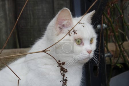 Téléchargez les photos : Belle race persane chat, gros plan - en image libre de droit