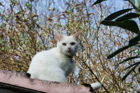 Foto de Hermoso gato persa está posando en el jardín, primer plano - Imagen libre de derechos