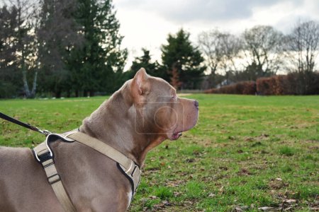 Foto de Hermoso perro en parque - Imagen libre de derechos
