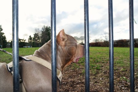 Foto de Hermoso perro en parque - Imagen libre de derechos