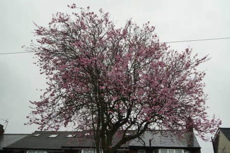 Foto de Vista diurna de árboles en el parque de la ciudad. Soleado día de primavera - Imagen libre de derechos