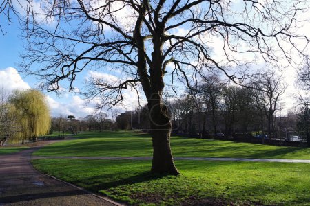 Téléchargez les photos : Vue de jour des arbres dans le parc de la ville. Jour de printemps ensoleillé - en image libre de droit