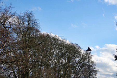 Téléchargez les photos : Vue de jour des arbres dans le parc de la ville. Jour de printemps ensoleillé - en image libre de droit