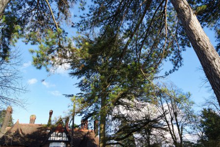 Téléchargez les photos : Belle vue sur Wardown Museum Park et les arbres à Luton Angleterre Royaume-Uni - en image libre de droit