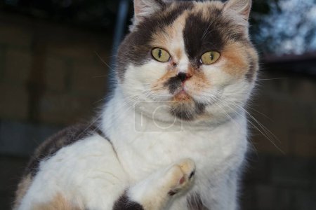 Téléchargez les photos : Belle chaton posant dans le jardin de la maison - en image libre de droit