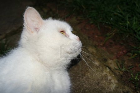 Téléchargez les photos : Beau chaton est pose dans l 'maison jardin - en image libre de droit