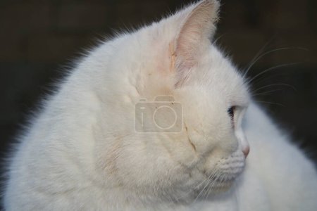 Foto de Hermosa gatita está posando en el jardín casero - Imagen libre de derechos