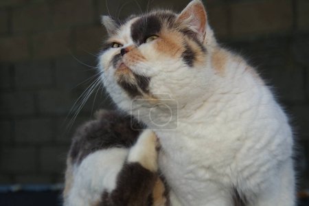 Foto de Hermosa gatita posando en el jardín casero - Imagen libre de derechos