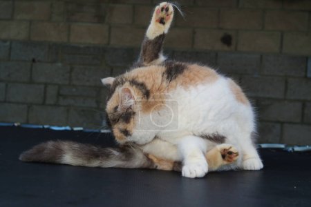 Téléchargez les photos : Belle chaton posant dans le jardin de la maison - en image libre de droit