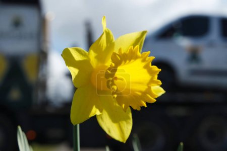 Téléchargez les photos : Fleur de jonquille jaune dans le jardin - en image libre de droit