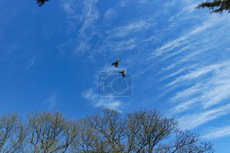 Photo for Local Public Park at Leagrave Luton Town of England UK - Royalty Free Image