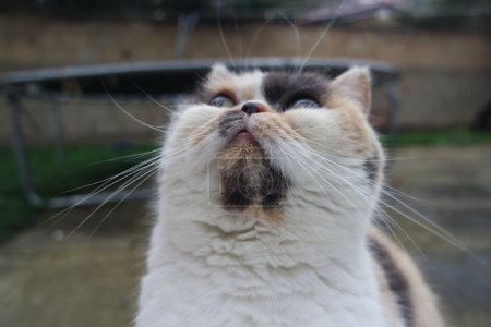 Téléchargez les photos : Mignon persan chat posant dans l 'maison jardin - en image libre de droit