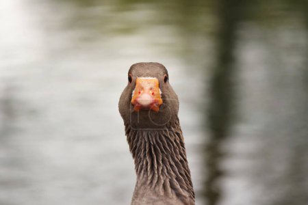 Foto de Lindas aves acuáticas en el lago del parque - Imagen libre de derechos