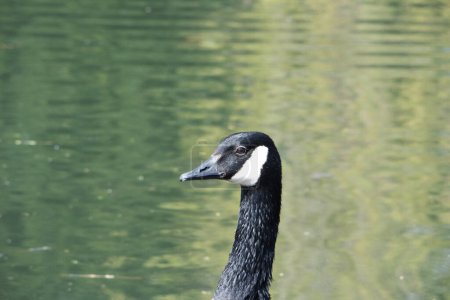 Foto de Lindas aves acuáticas en el lago del parque - Imagen libre de derechos