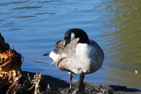 Téléchargez les photos : Mignon oiseau d'eau au lac du parc public de Luton Angleterre Royaume-Uni - en image libre de droit