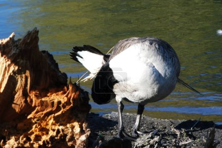 Foto de Lindo pájaro acuático en el lago del Parque Público de Luton Inglaterra Reino Unido - Imagen libre de derechos