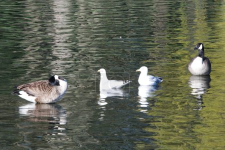 Foto de Lindas aves acuáticas en el lago del parque público de Luton Inglaterra Reino Unido - Imagen libre de derechos