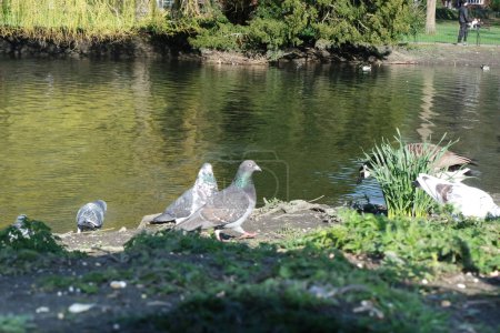 Téléchargez les photos : Pigeons mignons dans le parc public local de Luton Town of England Royaume-Uni - en image libre de droit