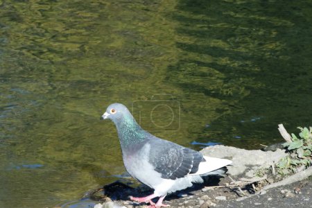Téléchargez les photos : Mignon Pigeon dans le Parc Public Local de Luton Town of England Royaume-Uni - en image libre de droit