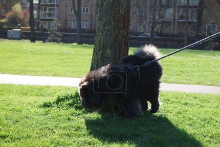 Téléchargez les photos : Belle chienne en promenade dans un parc local - en image libre de droit