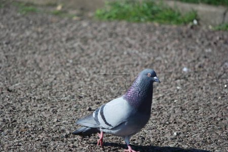 Téléchargez les photos : Mignon Pigeon dans le Parc Public Local de Luton Town of England Royaume-Uni - en image libre de droit