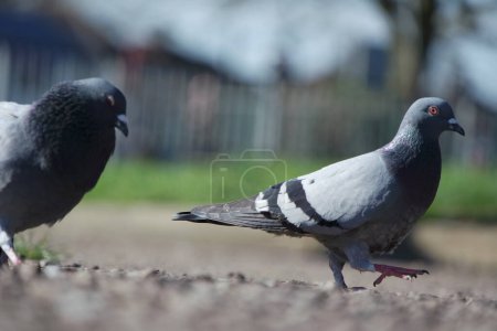 Photo for Cute Pigeons in the Local Public Park of Luton Town of England UK - Royalty Free Image