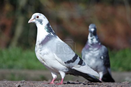 Téléchargez les photos : Pigeons mignons dans le parc public local de Luton Town of England Royaume-Uni - en image libre de droit