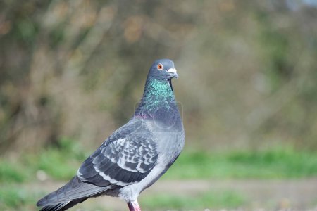 Photo for Cute Pigeon in the Local Public Park of Luton Town of England UK - Royalty Free Image