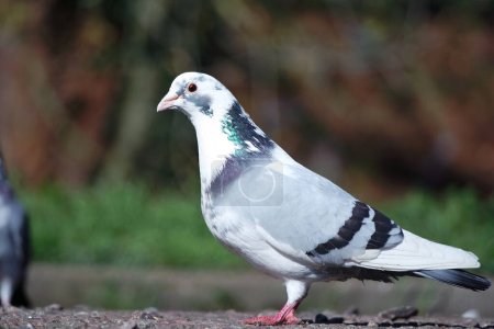 Photo for Cute Pigeon in the Local Public Park of Luton Town of England UK - Royalty Free Image