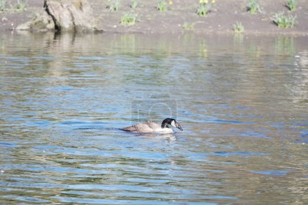Foto de Lindo pájaro acuático nadando en el lago Water of Wardown Park de Luton Inglaterra - Imagen libre de derechos