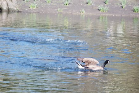 Téléchargez les photos : Mignon oiseau d'eau Natation dans le lac d'eau de Wardown Park of Luton Angleterre Royaume-Uni - en image libre de droit
