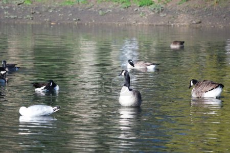 Téléchargez les photos : Des oiseaux aquatiques mignons nagent dans le lac Water of Wardown Park of Luton Angleterre Royaume-Uni - en image libre de droit