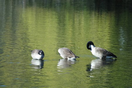 Foto de Lindos pájaros acuáticos nadan en el lago Water of Wardown Park de Luton Inglaterra Reino Unido - Imagen libre de derechos