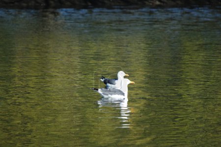 Foto de Lindo pájaro acuático nadando en el lago Water of Wardown Park de Luton Inglaterra - Imagen libre de derechos