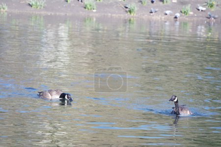 Foto de Lindos pájaros acuáticos nadan en el lago Water of Wardown Park de Luton Inglaterra Reino Unido - Imagen libre de derechos