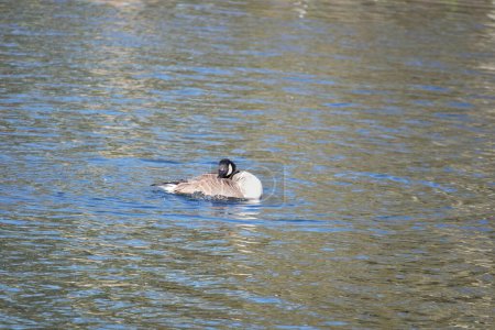 Téléchargez les photos : Mignon oiseau d'eau Natation dans le lac d'eau de Wardown Park of Luton Angleterre Royaume-Uni - en image libre de droit